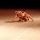 Momenti di Danza Contemporanea per la Caritas di Roma
